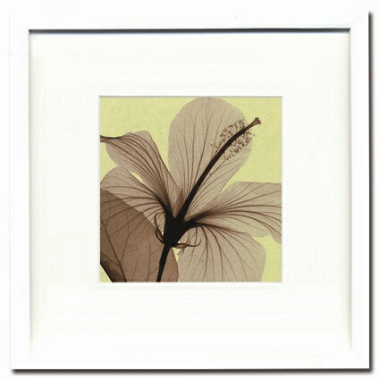 X-RayXˡȥե졼Hibiscus(small)ʥϥӥ Steven N.Meyers(ƥ֥󡦥ޥ䡼)X-RayX ȥե졼Hibiscus(small)ʥϥӥ Steven N.Meyers(ƥ֥󡦥ޥ䡼)ڳڥ_ۡڳڥ_Τۡڳڥ_åϡۡYDKG-tdۡڱ_ݥ10ܡۡڱ_ۡڱ_ۡڱ_̵¡ۡڱ_Påס