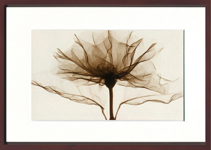 X-RayXˡȥե졼A RoseʥХ Steven N.Meyers(ƥ֥󡦥ޥ䡼)X-RayX ȥե졼A RoseʥХ Steven N.Meyers(ƥ֥󡦥ޥ䡼)ڳڥ_ۡڳڥ_Τۡڳڥ_åϡۡYDKG-tdۡڱ_ݥ10ܡۡsmtb-TDۡsaitama