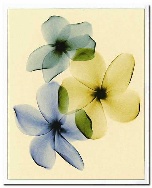 X-RayXˡȥե졼Plumeriaʥץꥢ Steven N.Meyers(ƥ֥󡦥ޥ䡼)X-RayX ȥե졼Plumeriaʥץꥢ Steven N.Meyers(ƥ֥󡦥ޥ䡼)ڳڥ_ۡڳڥ_Τۡڳڥ_åϡۡYDKG-tdۡڱ_ݥ10ܡۡsmtb-TDۡsaitama