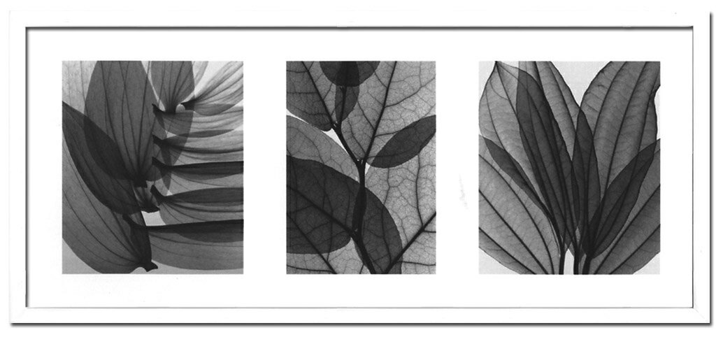 X-RayXˡȥե졼Leaf Collectionʥ꡼ե쥯 Steven N.Meyers(ƥ֥󡦥ޥ䡼)X-RayX ȥե졼Leaf Collectionʥ꡼ե쥯 Steven N.Meyers(ƥ֥󡦥ޥ䡼)ڳڥ_ۡڳڥ_Τۡڳڥ_åϡۡYDKG-tdۡڱ_ݥ10ܡ