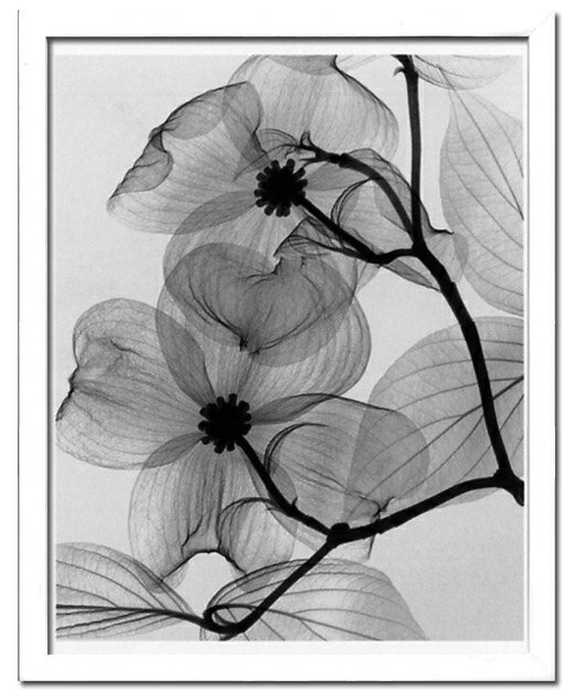 X-RayXˡȥե졼Dogwood Blossoms(ϥʥߥβ) Steven N.Meyers(ƥ֥󡦥ޥ䡼)X-RayX ȥե졼Dogwood Blossoms(ϥʥߥβ) Steven N.Meyers(ƥ֥󡦥ޥ䡼)ڳڥ_ۡڳڥ_Τۡڳڥ_åϡۡYDKG-tdۡڱ_ݥ10ܡۡsmtb-TDۡsaitama