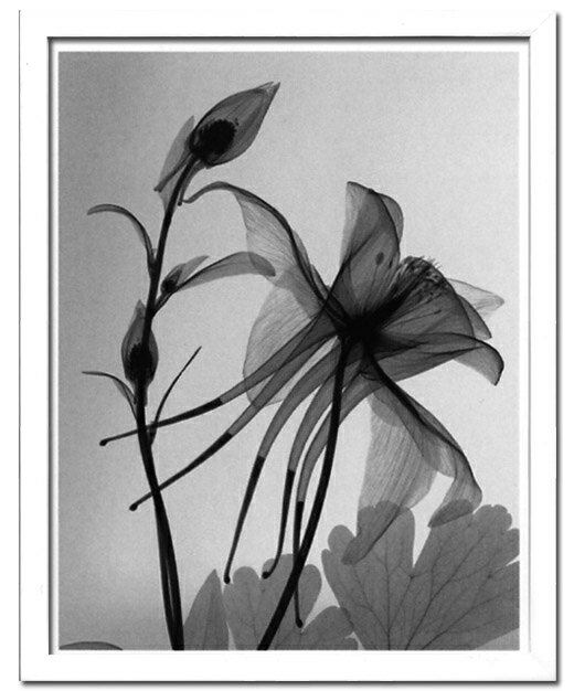 X-RayXˡȥե졼Columbine 2(ޥ) Steven N.Meyers(ƥ֥󡦥ޥ䡼)X-RayX ȥե졼Columbine 2(ޥ) Steven N.Meyers(ƥ֥󡦥ޥ䡼)ڳڥ_ۡڳڥ_Τۡڳڥ_åϡۡYDKG-tdۡڱ_ݥ10ܡۡsmtb-TDۡsaitama