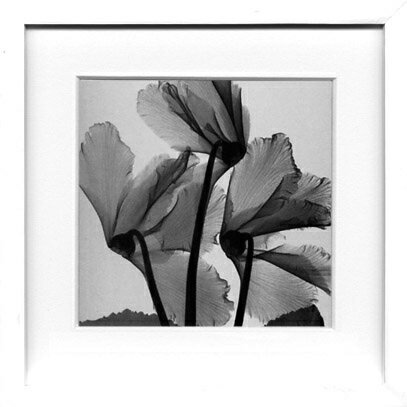 X-RayXˡȥե졼Cyclamen Study 1ʥĴ1 Steven N.Meyers(ƥ֥󡦥ޥ䡼)X-RayX ȥե졼Cyclamen Study 1ʥĴ1 Steven N.Meyers(ƥ֥󡦥ޥ䡼)ڳڥ_ۡڳڥ_Τۡڳڥ_åϡۡYDKG-tdۡڱ_ݥ10ܡۡڱ_ۡڱ_ۡڱ_̵¡ۡڱ_Påס