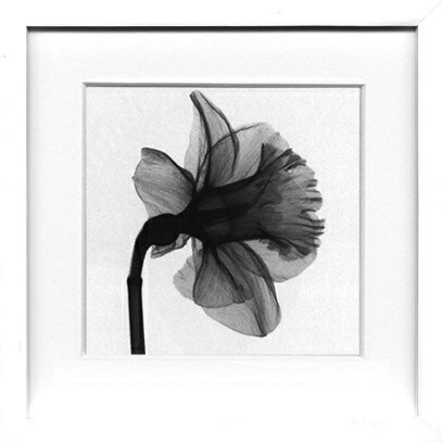 X-RayXˡȥե졼Daffodilʿ Steven N.Meyers(ƥ֥󡦥ޥ䡼)X-RayX ȥե졼Daffodilʿ Steven N.Meyers(ƥ֥󡦥ޥ䡼)ڳڥ_ۡڳڥ_Τۡڳڥ_åϡۡYDKG-tdۡڱ_ݥ10ܡۡڱ_ۡڱ_ۡڱ_̵¡ۡڱ_Påס