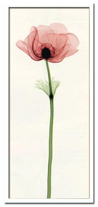 X-RayXˡȥե졼Anemone IVʥͥ͡ Steven N.Meyers(ƥ֥󡦥ޥ䡼)X-RayX ȥե졼Anemone IVʥͥ͡ Steven N.Meyers(ƥ֥󡦥ޥ䡼)ڳڥ_ۡڳڥ_Τۡڳڥ_åϡۡYDKG-tdۡڱ_ݥ10ܡۡsmtb-TDۡsaitama