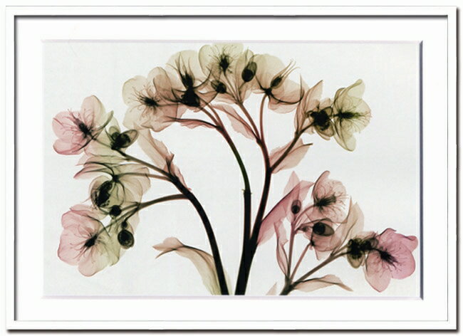 X-RayXˡȥե졼Hellebore IIʥإܥ륹 Steven N.Meyers(ƥ֥󡦥ޥ䡼)X-RayX ȥե졼Hellebore IIʥإܥ륹 Steven N.Meyers(ƥ֥󡦥ޥ䡼)ڳڥ_ۡڳڥ_Τۡڳڥ_åϡۡYDKG-tdۡڱ_ݥ10ܡۡsmtb-TDۡsaitama