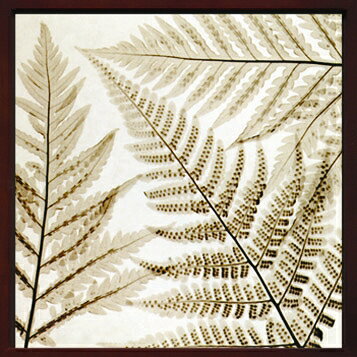 X-RayXˡȥե졼Ferns IIIʥ Steven N.Meyers(ƥ֥󡦥ޥ䡼)X-RayX ȥե졼Ferns III ʥ Steven N.Meyers(ƥ֥󡦥ޥ䡼)ڳڥ_ۡڳڥ_Τۡڳڥ_åϡۡYDKG-tdۡڱ_ݥ10ܡۡsmtb-TDۡsaitama