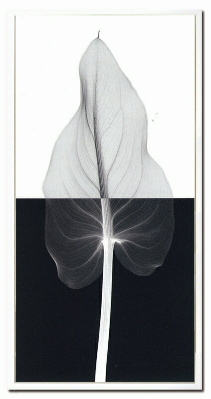 X-RayXˡȥե졼Calla Leaf II(oversize)ʥ顼꡼ա Steven N.Meyers(ƥ֥󡦥ޥ䡼)X-RayX ȥե졼Calla Leaf II(oversize)ʥ顼꡼ա Steven N.Meyers(ƥ֥󡦥ޥ䡼)ڳڥ_ۡڳڥ_Τۡڳڥ_åϡۡYDKG-tdۡڱ_ݥ10ܡ