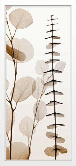 X-RayXˡȥե졼Eucalypti IIIʥ桼 Steven N.Meyers(ƥ֥󡦥ޥ䡼)X-RayX ȥե졼Eucalypti IIIʥ桼 Steven N.Meyers(ƥ֥󡦥ޥ䡼)ڳڥ_ۡڳڥ_Τۡڳڥ_åϡۡYDKG-tdۡڱ_ݥ10ܡۡsmtb-TDۡsaitama