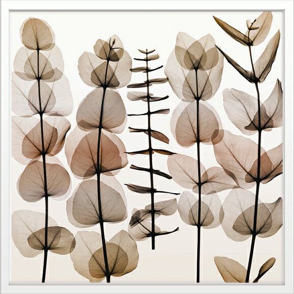 X-RayXˡȥե졼Eucalypti IIʥ桼 Steven N.Meyers(ƥ֥󡦥ޥ䡼)X-RayX ȥե졼Eucalypti IIʥ桼 Steven N.Meyers(ƥ֥󡦥ޥ䡼)ڳڥ_ۡڳڥ_Τۡڳڥ_åϡۡYDKG-tdۡڱ_ݥ10ܡۡsmtb-TDۡsaitama