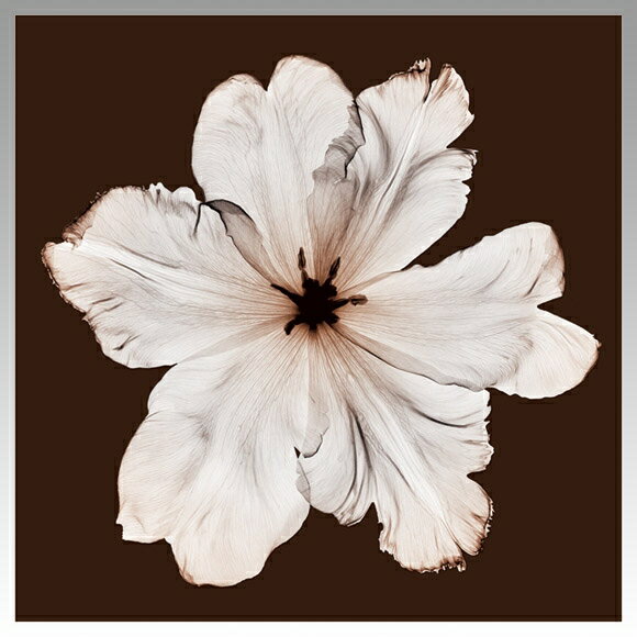 X-RayXˡȥե졼Ruffled TulipΩä塼åס Steven N.Meyers(ƥ֥󡦥ޥ䡼)X-RayX ȥե졼Ruffled TulipΩä塼åס Steven N.Meyers(ƥ֥󡦥ޥ䡼)ڳڥ_ۡڳڥ_Τۡڳڥ_åϡۡYDKG-tdۡڱ_ݥ10ܡ
