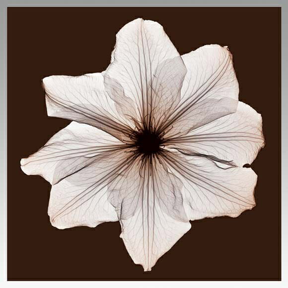 X-RayXˡȥե졼Clematis(ޥ) Steven N.Meyers(ƥ֥󡦥ޥ䡼)X-RayX ȥե졼Clematis(ޥ) Steven N.Meyers(ƥ֥󡦥ޥ䡼)ڳڥ_ۡڳڥ_Τۡڳڥ_åϡۡYDKG-tdۡڱ_ݥ10ܡۡsmtb-TDۡsaitama