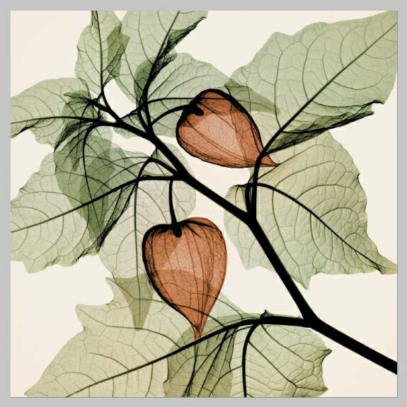 X-RayXˡȥե졼Japanese Lantern Steven N.Meyers(ƥ֥󡦥ޥ䡼)X-RayX ȥե졼Japanese Lantern Steven N.Meyers(ƥ֥󡦥ޥ䡼)ڳڥ_ۡڳڥ_Τۡڳڥ_åϡۡYDKG-tdۡڱ_ݥ10ܡۡsmtb-TDۡsaitama