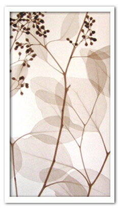 X-RayXˡȥե졼Eucalyptus II(桼 Steven N.Meyers(ƥ֥󡦥ޥ䡼)X-RayX ȥե졼Eucalyptus II(桼 Steven N.Meyers(ƥ֥󡦥ޥ䡼)ڳڥ_ۡڳڥ_Τۡڳڥ_åϡۡYDKG-tdۡڱ_ݥ10ܡۡsmtb-TDۡsaitama