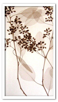 X-RayXˡȥե졼Eucalyptus III(桼 Steven N.Meyers(ƥ֥󡦥ޥ䡼)֥饦ե졼X-RayX ȥե졼Eucalyptus III(桼 Steven N.Meyers(ƥ֥󡦥ޥ䡼)֥饦ե졼ڳڥ_ۡڳڥ_Τۡڳڥ_åϡۡYDKG-tdۡڱ_ݥ10ܡ