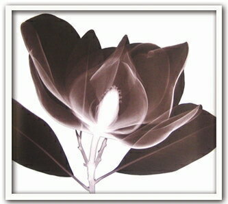 X-RayXˡȥե졼MagnoliaʥޥΥꥢ Steven N.Meyers(ƥ֥󡦥ޥ䡼)X-RayX ȥե졼MagnoliaʥޥΥꥢ Steven N.Meyers(ƥ֥󡦥ޥ䡼)ڳڥ_ۡڳڥ_Τۡڳڥ_åϡۡYDKG-tdۡڱ_ݥ10ܡۡsmtb-TDۡsaitama