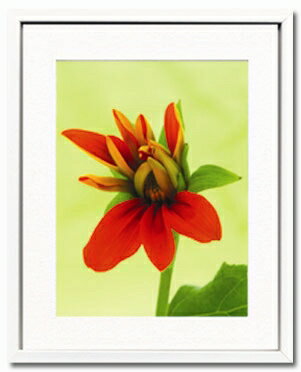 ԥȥեȥե졼Tournesol mexicainԥȥեȥե졼Tournesol mexicain ڳڥ_ۡڳڥ_Τۡڳڥ_åϡۡYDKG-tdۡڱ_ݥ10ܡۡڱ_ۡڱ_ۡڱ_̵¡ۡڱ_Påסۡsmtb-TDۡsaitamaۡڱ_̵