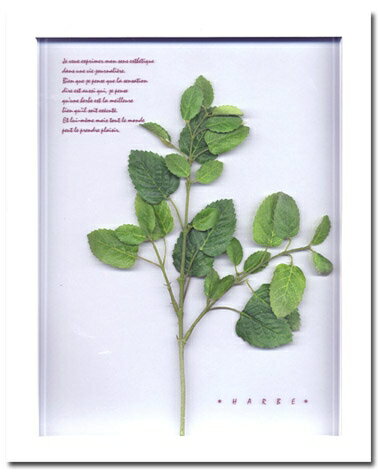 ԥץȡȥե졼mintʥߥȡˡԥץ ȥե졼mintʥߥȡˡڳڥ_ۡڳڥ_Τۡڳڥ_åϡۡYDKG-tdۡڱ_ݥ10ܡۡڱ_ۡڱ_ۡڱ_̵¡ۡڱ_Påס