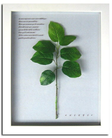 ԥץȡȥե졼Lemon Leafʥ꡼աˡԥץ ȥե졼Lemon Leafʥ꡼աˡڳڥ_ۡڳڥ_Τۡڳڥ_åϡۡYDKG-tdۡڱ_ݥ10ܡۡڱ_ۡڱ_ۡڱ_̵¡ۡڱ_Påס