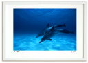 アートフォト 絵画 壁掛け ならんでおよぐイルカ(バハマ)/海 インテリア 壁掛け 額入り 油絵 ポスター アート アートパネル リビング 玄関 プレゼント モダン アートフレーム おしゃれ 飾る Mサイズ