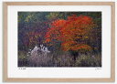 【アートフォト 絵画 壁掛け】紅葉20 高橋真澄【送料無料】/インテリア 壁掛け 額入り 油絵 ポスター アート 海 ひまわり アートパネル リビング 玄関 プレゼント 花 ハワイ モダン アートフレーム おしゃれ【L】