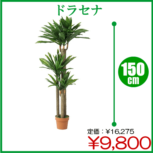 ڥݥȡ10ܡۥӥ塼оʹʡڡֿ͹տʪ ɥ饻 150cmNo.17174Bڥȥå² OFF ݥ  ۡYDKG-tkۡP0916PۡP0916ۡtkp-0915ۡڡåݥȺ10ܡ0913