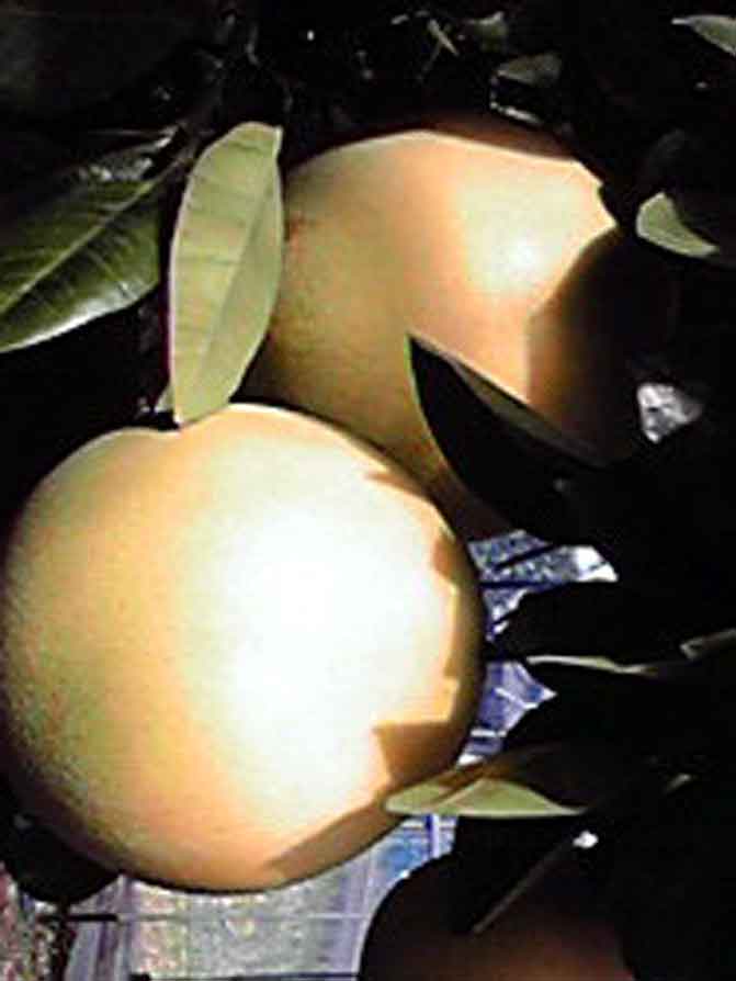 㤤̵ͮ2̡եȢϥݤǡʲòˤλδָ