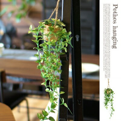 電気代のかからない空気洗浄！細菌&消臭効果あり！ ポトスハンギング(pothos hang…...:b-casa-inte:10013154