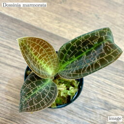 <strong>ドッシニア</strong> マルモラータ (ジュエルオーキッド 宝石蘭 観葉植物 熱帯植物 ビバリウム テラリウム パルダリウム おしゃれ インテリア 室内 ミニ 小型 Dossinia marmorata)