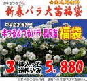 お年玉付き♪半つる＆つるバラ長尺苗福袋 （国産苗 長尺苗3鉢）お一人様1点限り