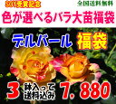 SOY受賞記念♪色が選べるデルバールローズ福袋 （国産苗 大苗3鉢）お一人様1点限り