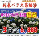 お年玉付き♪半つる＆つるバラ長尺苗福袋 （国産苗 長尺苗3鉢）お一人様1点限り