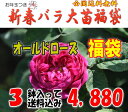 お年玉付き♪オールドローズ福袋 （国産苗 大苗3鉢）お一人様1点限り