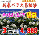 お年玉付き♪半つる＆つるバラ福袋 （6号もしくは7号育成苗3鉢）お一人様1点限り