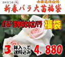 お年玉付き♪四季咲き木立バラ福袋 （6号もしくは7号育成苗3鉢）お一人様1点限り