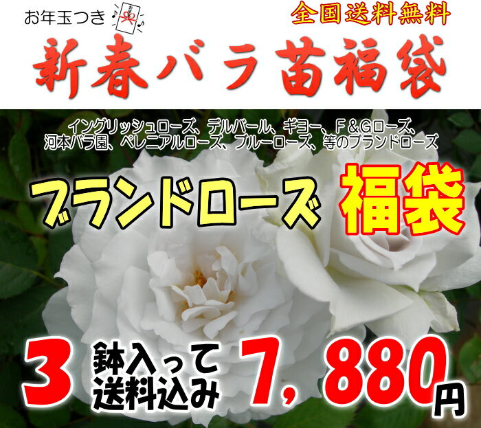 お年玉付き♪ブランドローズ福袋　6号角鉢＆培養土サンプル付きお一人様1点限り