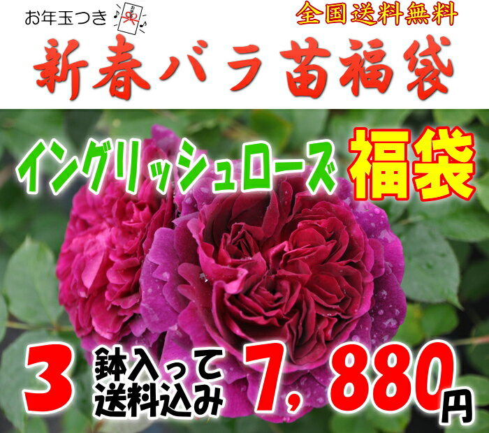 お年玉付き♪イングリッシュローズ福袋　6号角鉢＆培養土サンプル付きお一人様1点限り