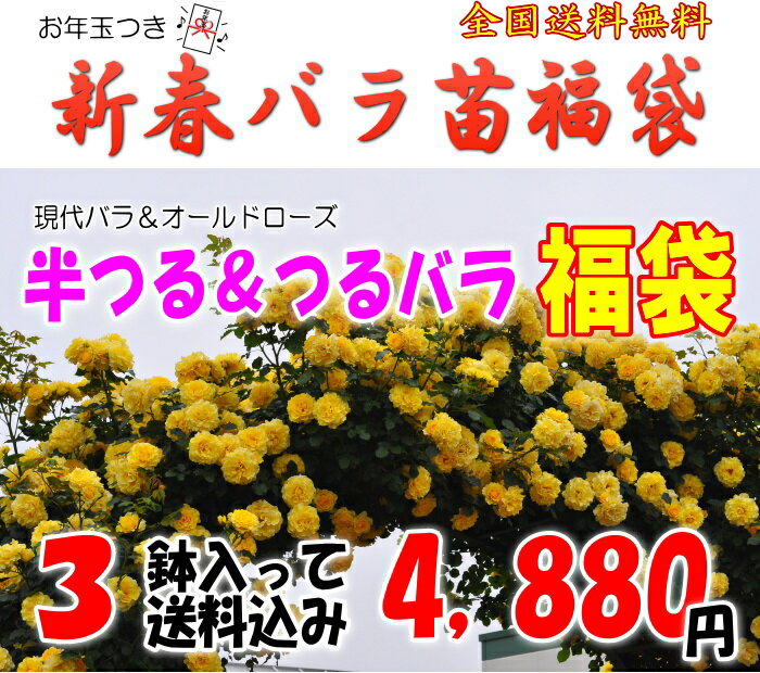 お年玉付き♪半つる＆つるバラ福袋　6号角鉢＆培養土サンプル付きお一人様1点限り