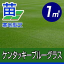 /代引不可/送料込み/ケンタッキーブルーグラス(張り芝用) プレミアム苗 1平米(約0.3坪分) 園芸