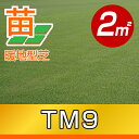 /送料込み/代引不可/省管理型高麗芝/TM9(ティーエムナイン)(張り芝用) プレミアム苗 鳥取産 2平米(0.6坪分) 園芸