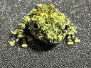 【BearsFrog】ベトナムコケガエル　国内CB　北海道、青森発送不可！