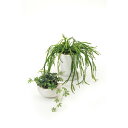 GREENPARK シュガーバイン リプサリス2個セット(造花) 室内装飾品 花 グリ-ン ア-トアレンジ花 PRSY-0101(代引不可)