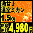 【送料無料】すっごく甘い田中さんちの完熟温室ミカン 1.5kg （小玉サイズ約25〜35個入り）