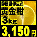 幻のミカン★静岡県沼津市西浦の矢岸さんの黄金柑（ゴールデンオレンジ） 中箱（約3キロ入り）（2012年4/5頃から発送） 販売期間が短いので早めのご注文をお願いします。