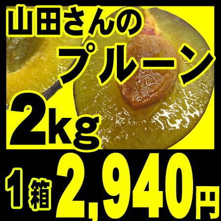 【2012年9月下旬出荷予定】北海道仁木町山田さんの完熟生プルーン4パック入り（約2キロ）（4パックで約60〜80個前後）生プルーンは栄養豊富！貧血の方にオススメ！
