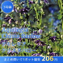 【宿根草】アキレギア クリスタバロー Aquilegia C...