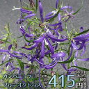 カンパニュラ ラクチフロラ