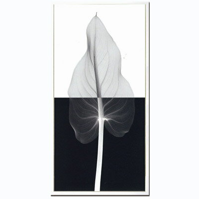 Steven N.Meyers アートフレーム ジェイアイジー(JIG) Calla leaf2(L) ISM14221 【送料無料】