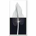 Steven N.Meyers アートフレーム ジェイアイジー(JIG) Calla leaf2(L) ISM14221 【送料無料】