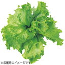 ユーイング 水耕栽培種子 レタス(グレートレイクス) 「GreenFarm」 UH-LA01